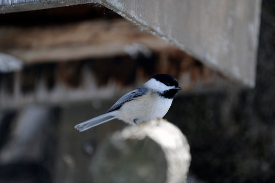 m&eacute;sange &agrave; t&ecirc;te noire