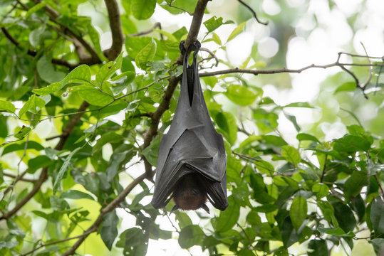 Bats are sleeping by turning them upside down.