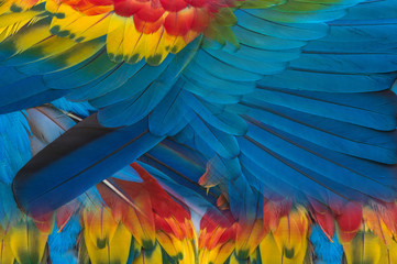 Obraz premium The colorful feathers of the macaw for use in the background.