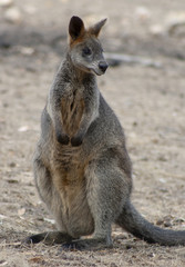 Cute Young Wallaby