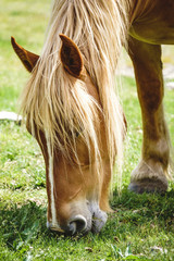 Free horse in the Pyrenees