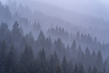 Forest in Fog and Snow