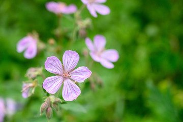 Obraz na płótnie Canvas Stripe Detail on Light Purple Flowers