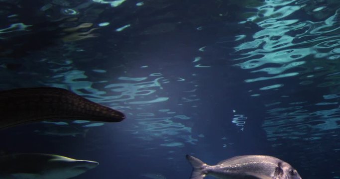 Underwater shot of an Electric eel swimming near sharks in the sea
