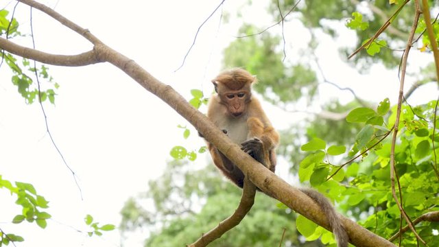 4k footage of wild monkey eating fruits while sitting on the tree branch at jungle forest