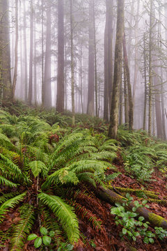 Trees and Ferns In The Foggy Forest © Wasim