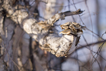 Tree mushroom growing on a tree trunk. Flat-topped grebes growing on a tree.
