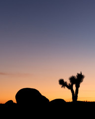 silhouette of a tree at sunset