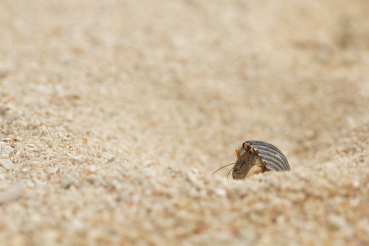 Hermit crab with antennae in a striped shell on the sand in the natural environment.