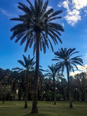 Obraz na płótnie Canvas palm trees at dusk in Arizona 