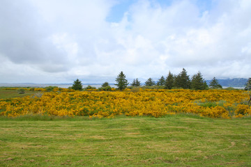 Field of Scotch Broom (OR 00063)