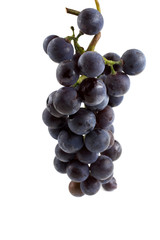 Black wine grape