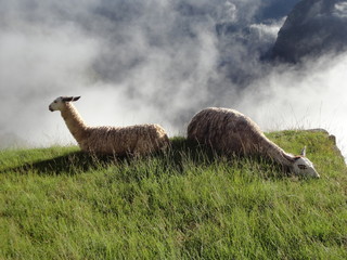 Llamas en Machu Picchu, Perú