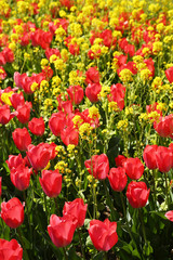 Obraz premium チューリップと菜の花