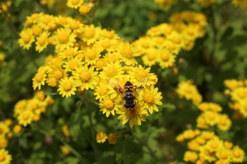 Yellow chrysanthemums background