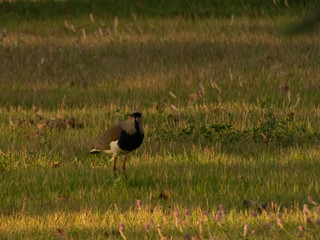 taking advantage of the day to photograph birds of the species Quero-Quero