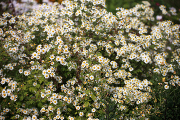 White little chrysanthemums
