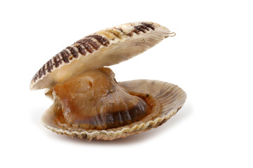Opened scallop isolated on white