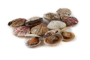 Scallops on white background