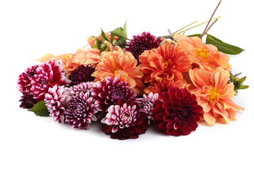 Dahlia flowers isolated on white