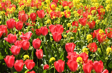 チューリップと菜の花