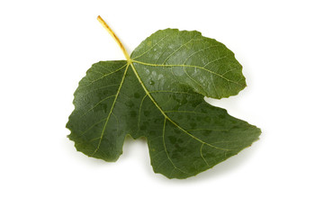 Fototapeta premium Fig leaf isolated on white