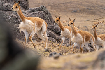 Vicuna Chaccu in Peru Highlands