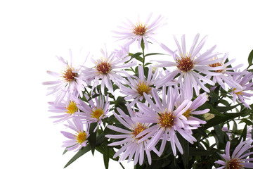 Growing asters isolated on white