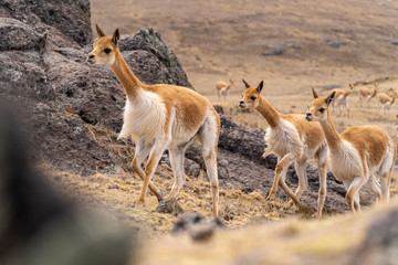 Vicuna Chaccu in Peru Highlands