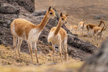 Vicuna Chaccu in Peru Highlands