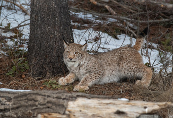 Obraz premium Siberian Lynx
