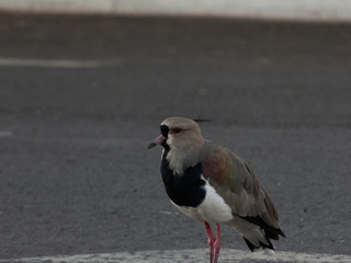 taking advantage of the day to photograph birds of the species Quero-Quero