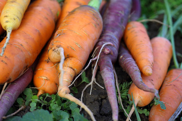 Carrots harvest on field. Different carrot varieties - orange and violet