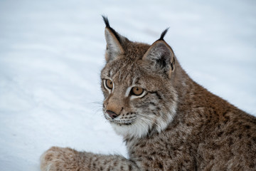Siberian Lynx