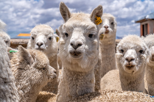 Alpaca in Peru Highlands
