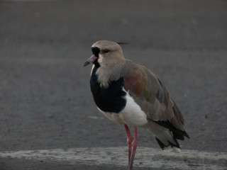 taking advantage of the day to photograph birds of the species Quero-Quero