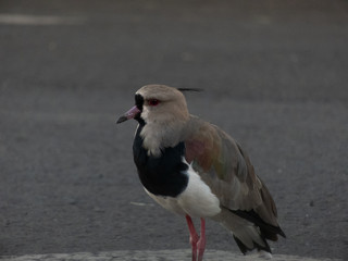 taking advantage of the day to photograph birds of the species Quero-Quero