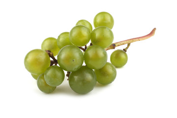 White wine grape