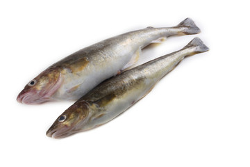 Saffron cod isolated on white