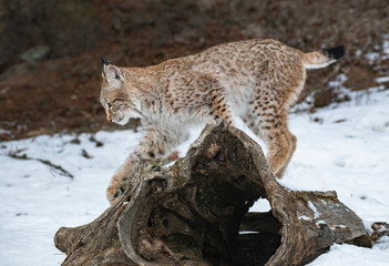 Siberian Lynx