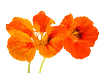 Growing nasturtium isolated on white