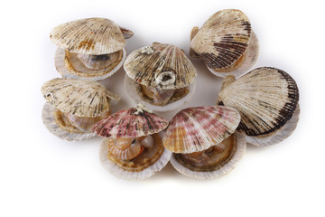 Opened scallops isolated on white