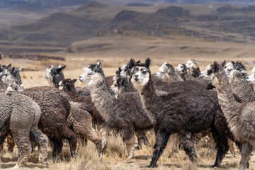 Alpaca in Peru Highlands Andes Mountains