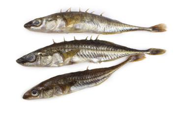 Stickleback fish isolated on white