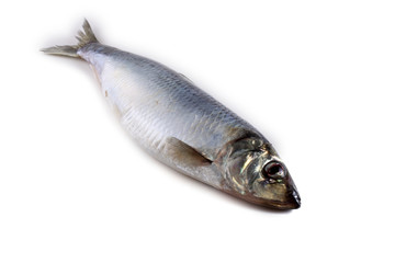 Herring isolated on white