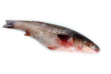 So-iny mullet (Pelengas)