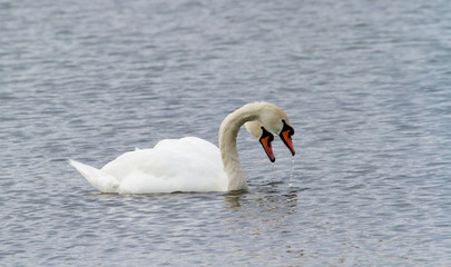 Fototapeta na wymiar Swans on the lake