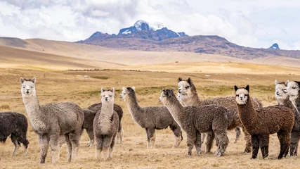 Fotobehang Alpaca in Peru Highlands Andes Mountains © Wasim