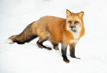 Naklejka na ściany i meble Red fox in. winter forest