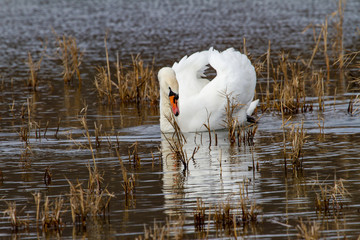 
Swan on the lake